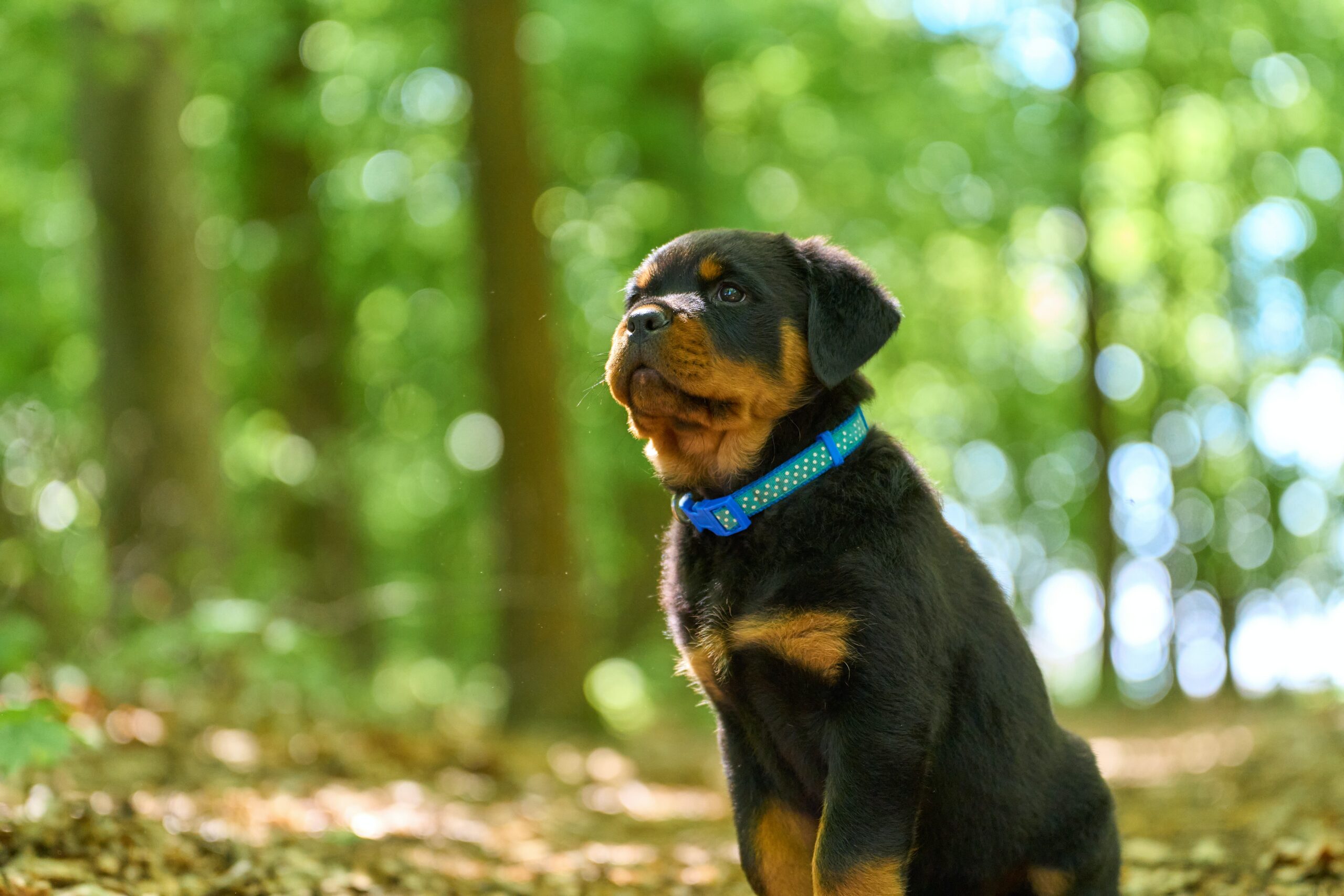 1-Year-Old Rottweiler Behavior Essential Facts To Know
