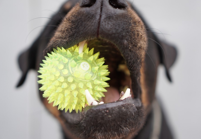 squeaky toys for rottweilers