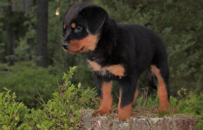 young rottweiler training