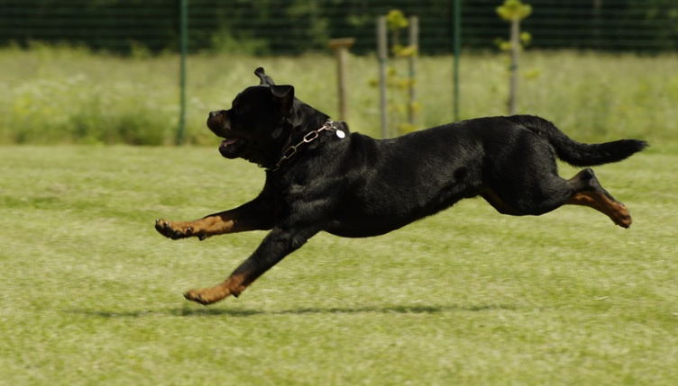 high protein dog food for rottweilers