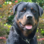 Rottweiler vs Doberman: Understanding the Behavioral Differences
