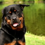 Rottweiler Puppies: Mastering Behavior Training