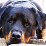 Understanding the Behavioral Traits of Rottweiler German Shepherd Mixes