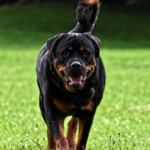 9 Month Old Rottweiler Behavior: Tips and Training