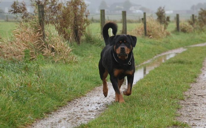 are rottweiler puppies easy to train