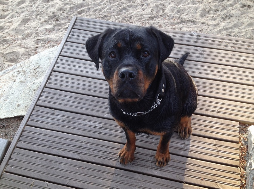 are rottweilers difficult to train