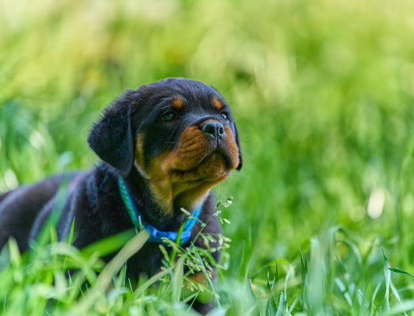 How Easy Are Rottweilers To Train? Important Tips To Know