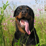 what kind of toys do rottweilers like