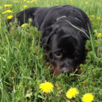 30 cute dog names for girl Rottweilers