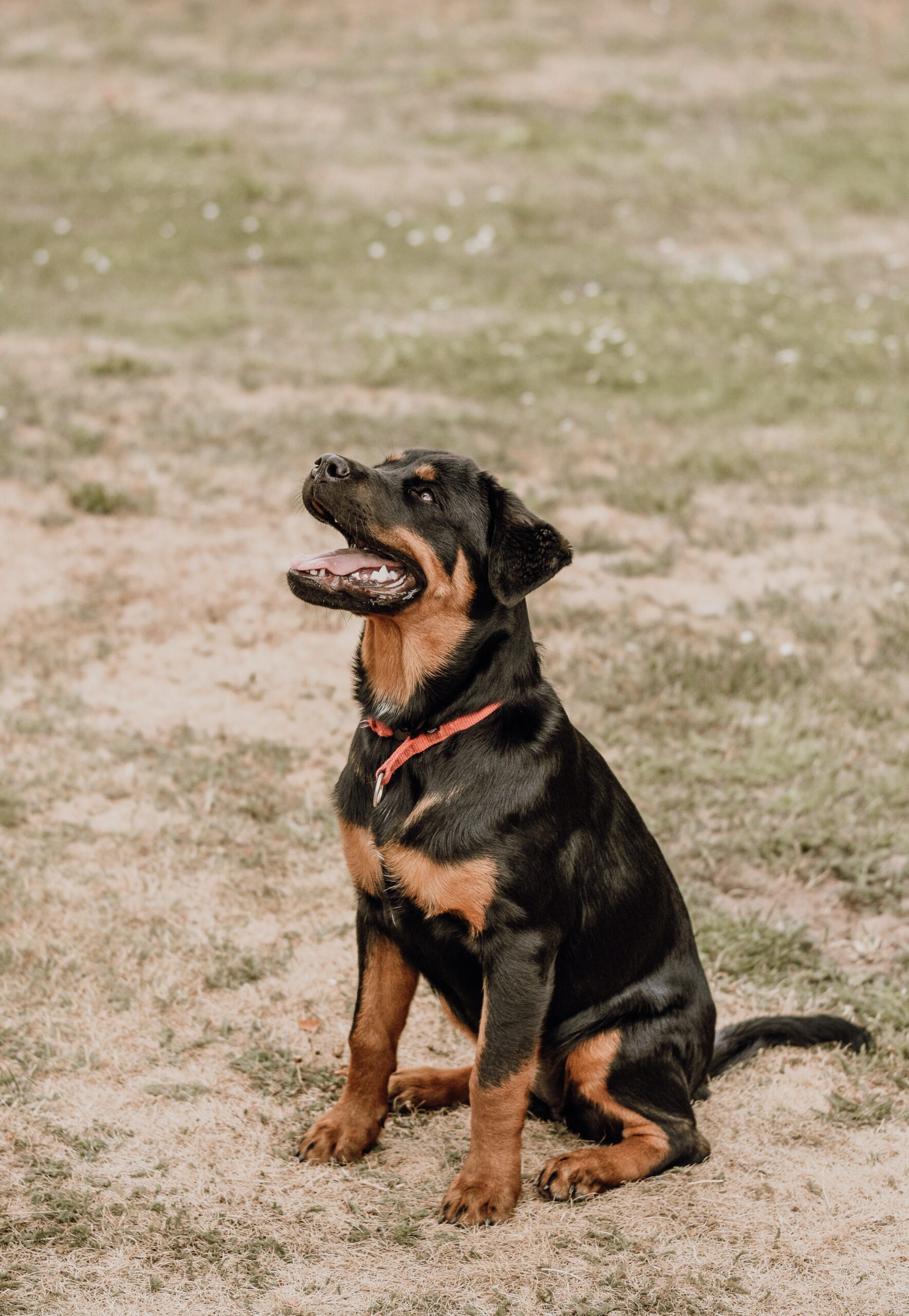 5-Month-Old Rottweiler Behavior Know If Your Rottie Is Happy And Healthy