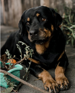 rottweiler behavior