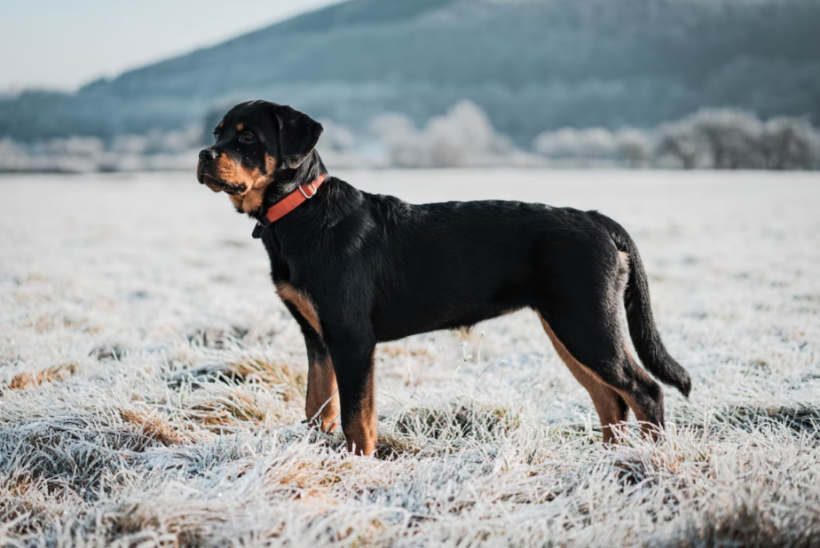 9 year old rottweiler health problems to look for