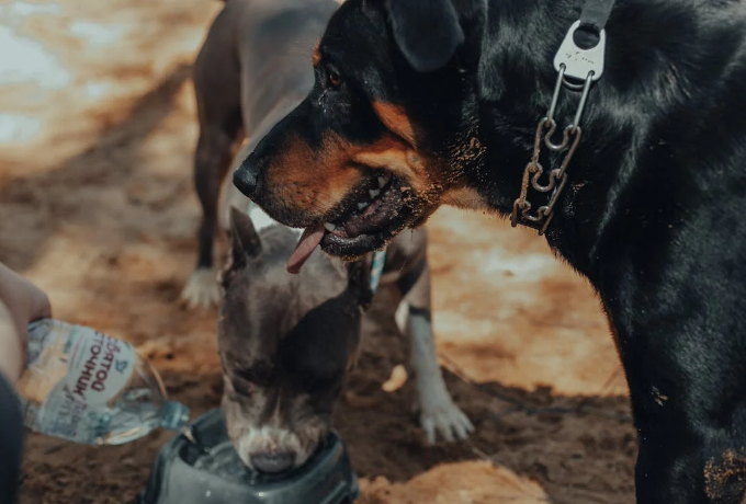 rottweiler behavior