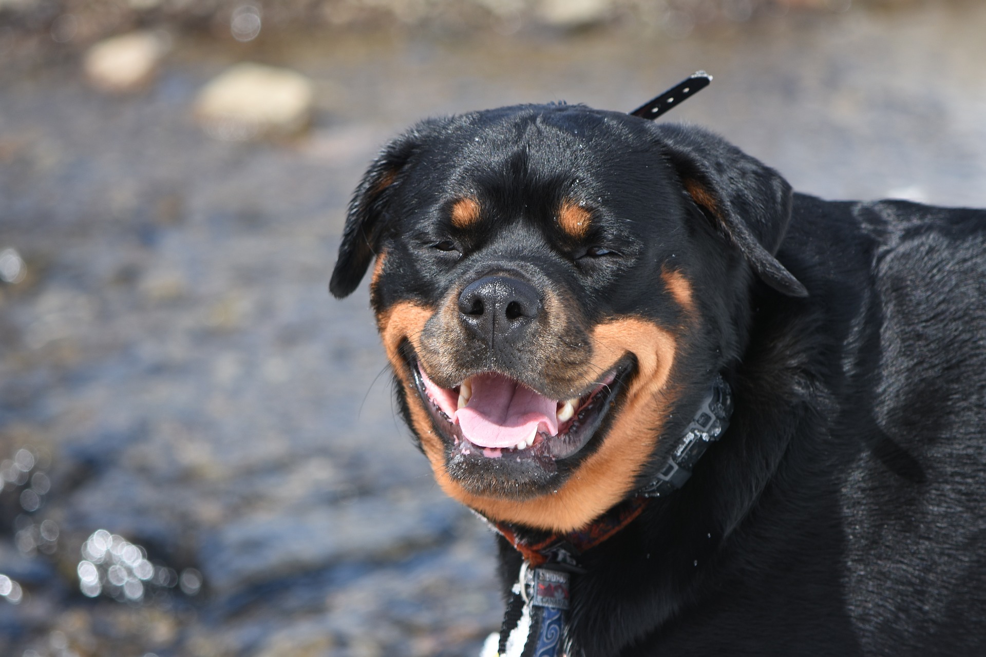 Advanced Training Techniques for Your Rottweiler A Comprehensive Guide
