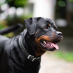 All About Rottweiler male mating AGE