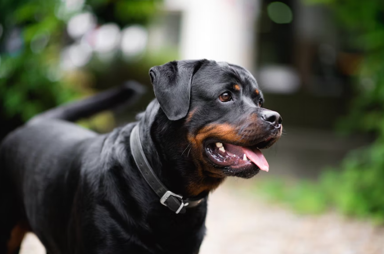 Train Your Rottweiler Puppy with These 5 Best Treats