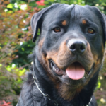 All important information about: Rottweiler male for mating