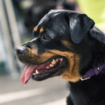 Rottweiler mating price