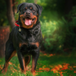 Affordable and effective Rottweiler dog food diet