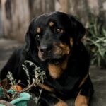 Are Rottweilers Easy To Train Tips To Easily Bond With Your Rottie