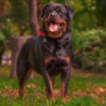Best name for Rottweiler male dog