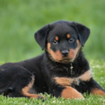 Beautiful Good names for girl Rottweiler puppy