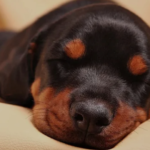 Beginners guide: 5 week old Rottweiler puppy care