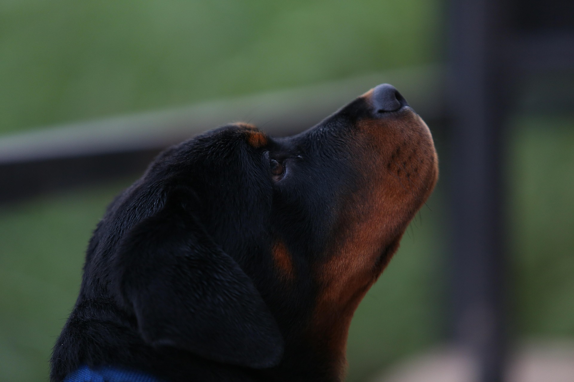 Behavior Of Rottweiler Dogs: Learn How To Communicate With Your Dog