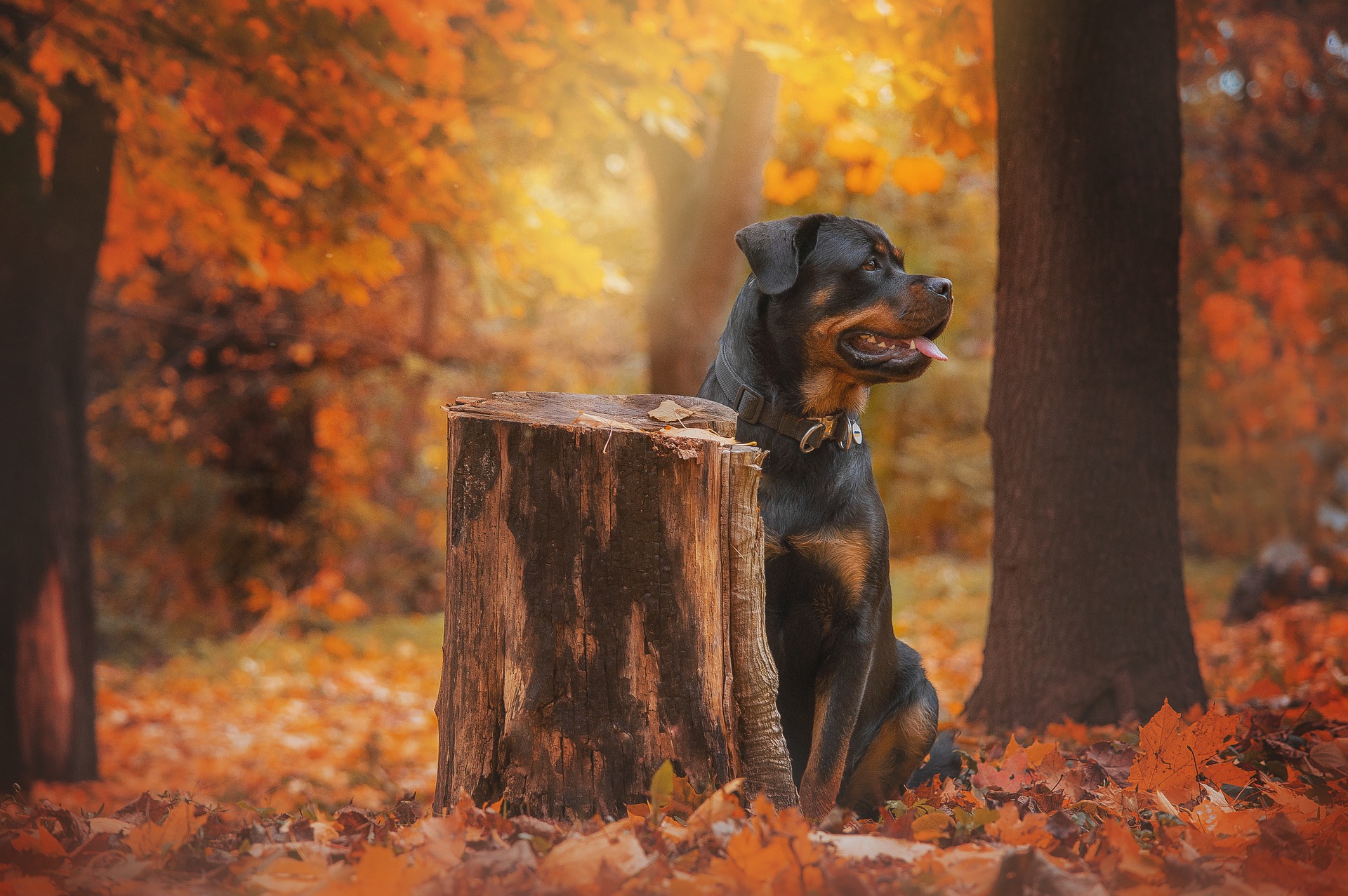 Best Dry Dog Food For Rottweilers Tips For Proper Rottie Nutrition