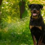 Find Your Perfect Companion: Fully Trained Rottweiler