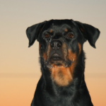 Best Female dog names by breed Rottweiler