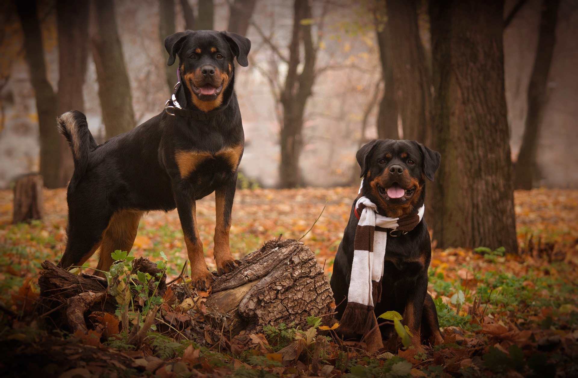 Best Food For Rottweiler With Sensitive Stomach Do's And Dont's