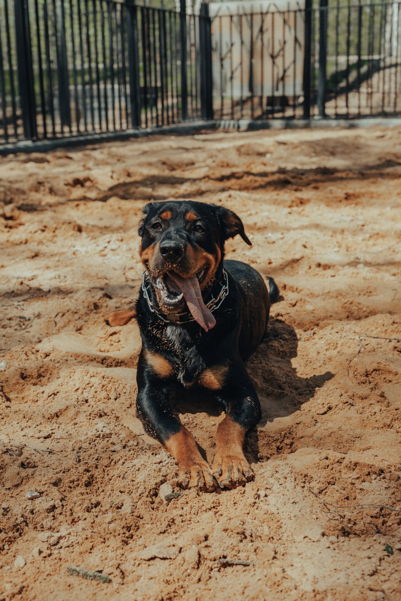 Best Food For Rottweilers Everything Important To Know