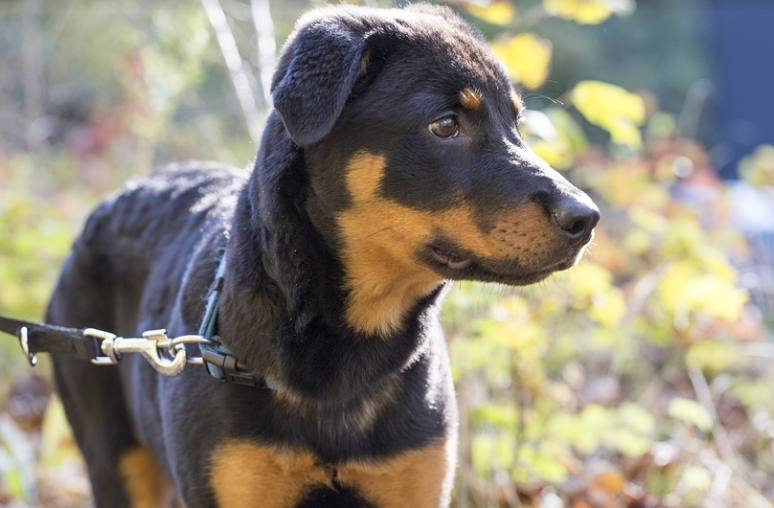 Maximize Your Rottweiler's Potential with this Free Online Guide
