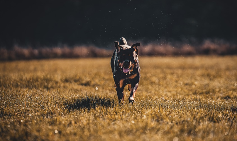 Get the Best Out of Your Female Rottweiler with Proper Training