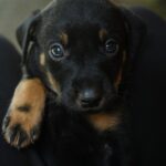 Common Rottweiler Puppy Behavior Issues and Solutions