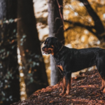 Cool names for a male Rottweiler