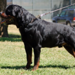 Cost of taking care of Rottweiler- everything you should know