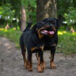 Delicious Rottweiler Food Recipes Keep Your Dog Happy & Healthy