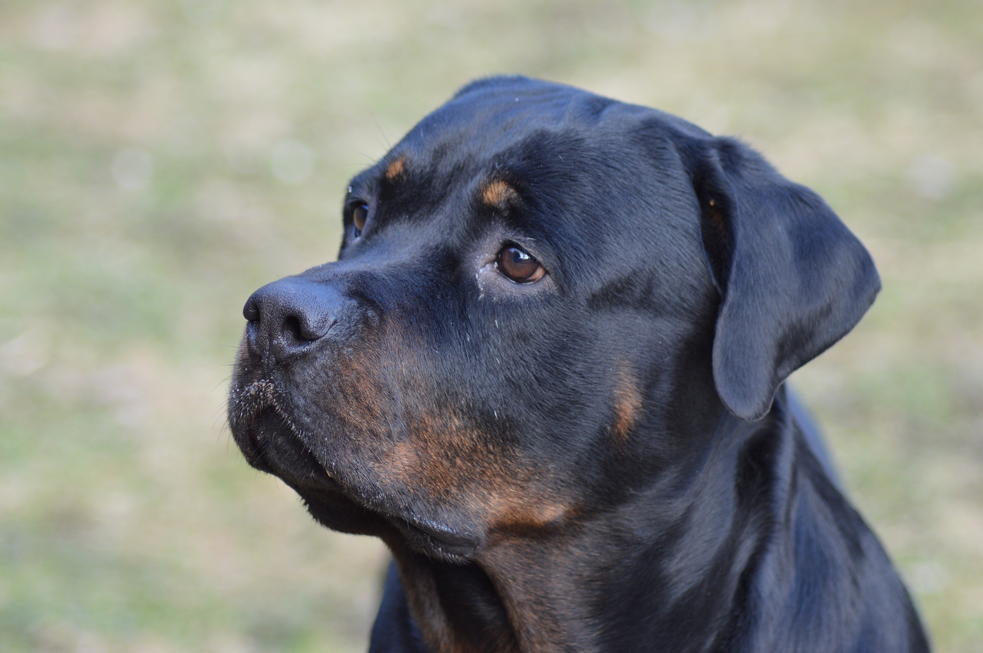 Easy Food Plan To Bulk Up A Rottweiler