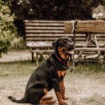Easy Steps On How To Potty Train A Rottweiler Puppy