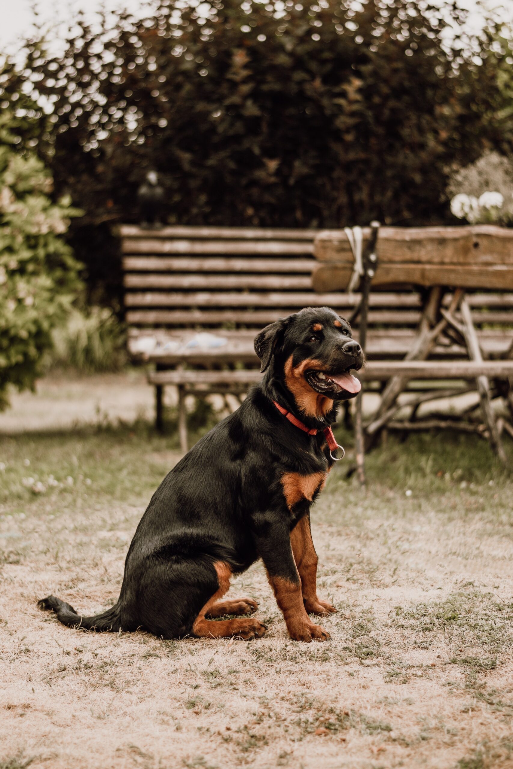 Easy Steps On How To Potty Train A Rottweiler Puppy