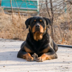 Rottweilers mating
