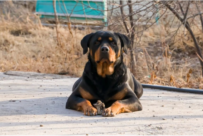Rottweilers mating