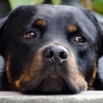 Everything you need to know about Rottweiler mating diseases