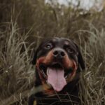 Facts About Rottweiler Behavior & Characteristics