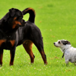 Uncovering Rottweiler Herding Behavior