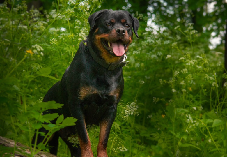 names for male Rottweilers