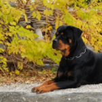 Facts about Rottweiler lifespan and health
