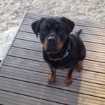 Feeding Your Rottweiler for Optimal Weight Gain